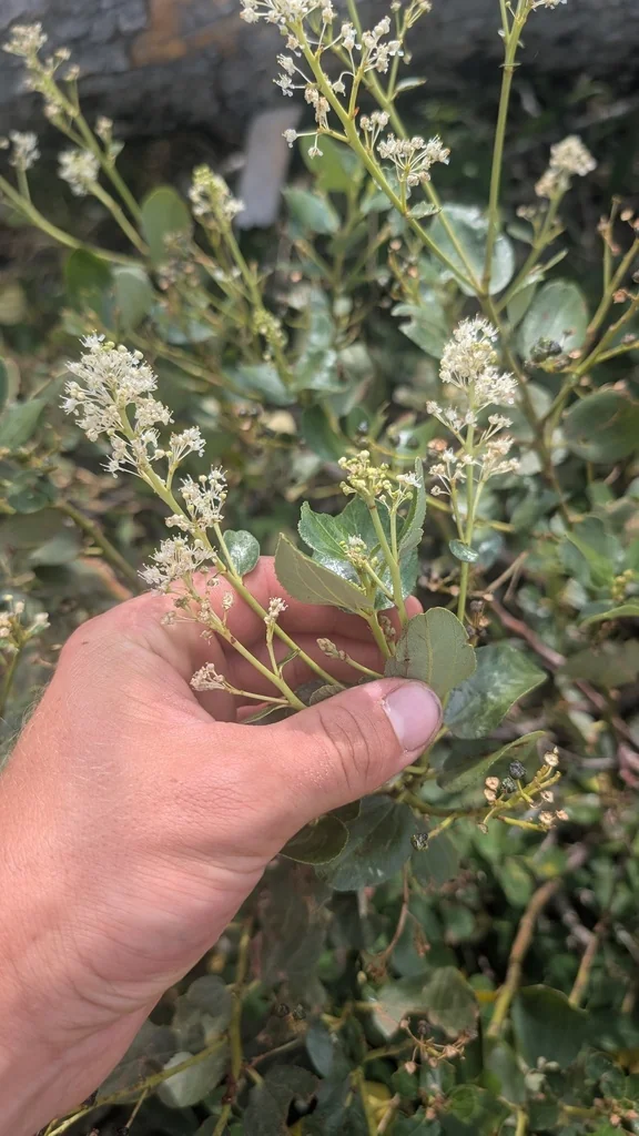 Ceanothus Velutinus