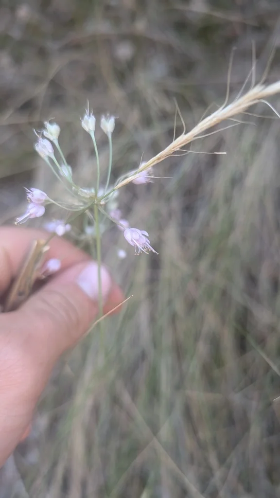 Pseudoroegneria Spicata