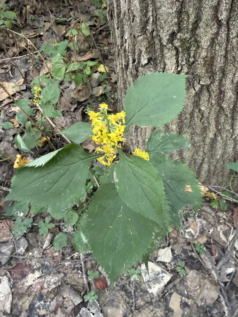 Solidago Flexicaulis