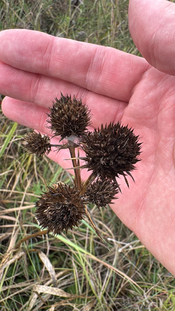 Eryngium Yuccifolium