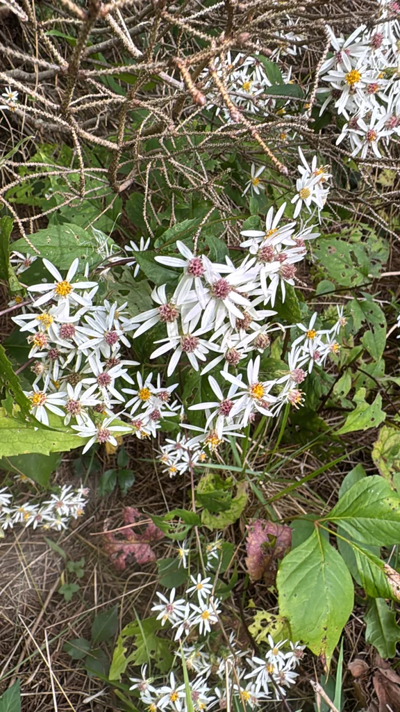 Eurybia divaricata