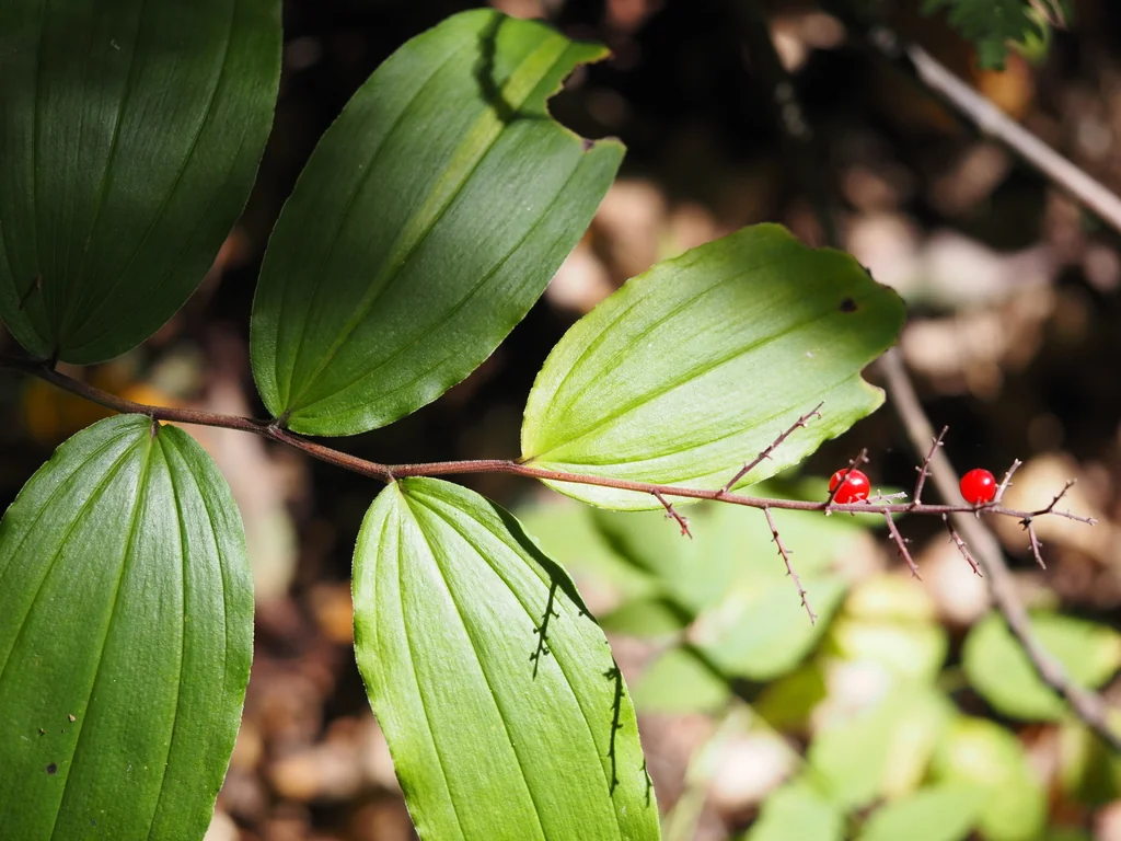 Smilacina Racemosa