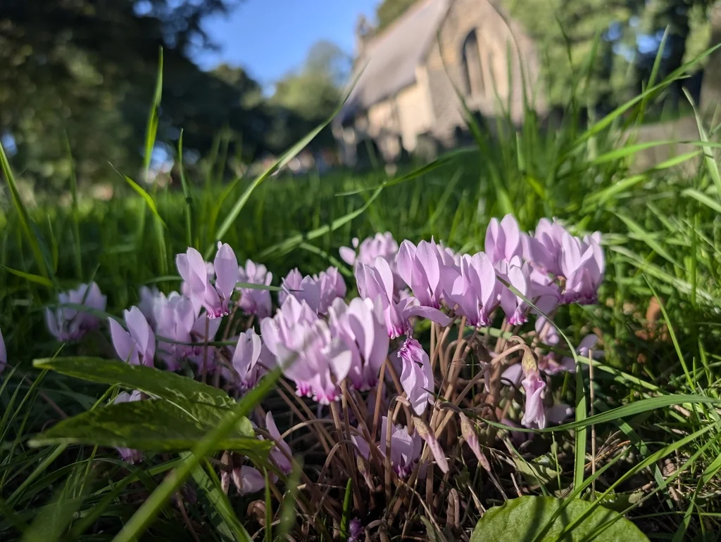 Cyclamen Hederifolium
