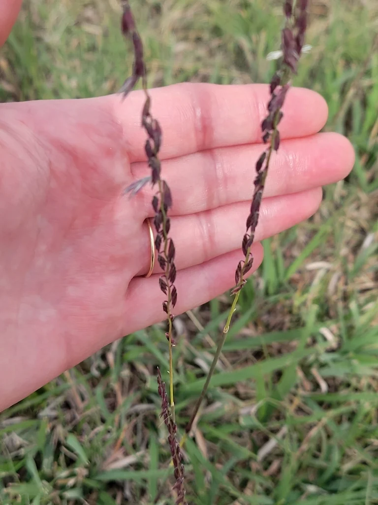 Bouteloua Curtipendula