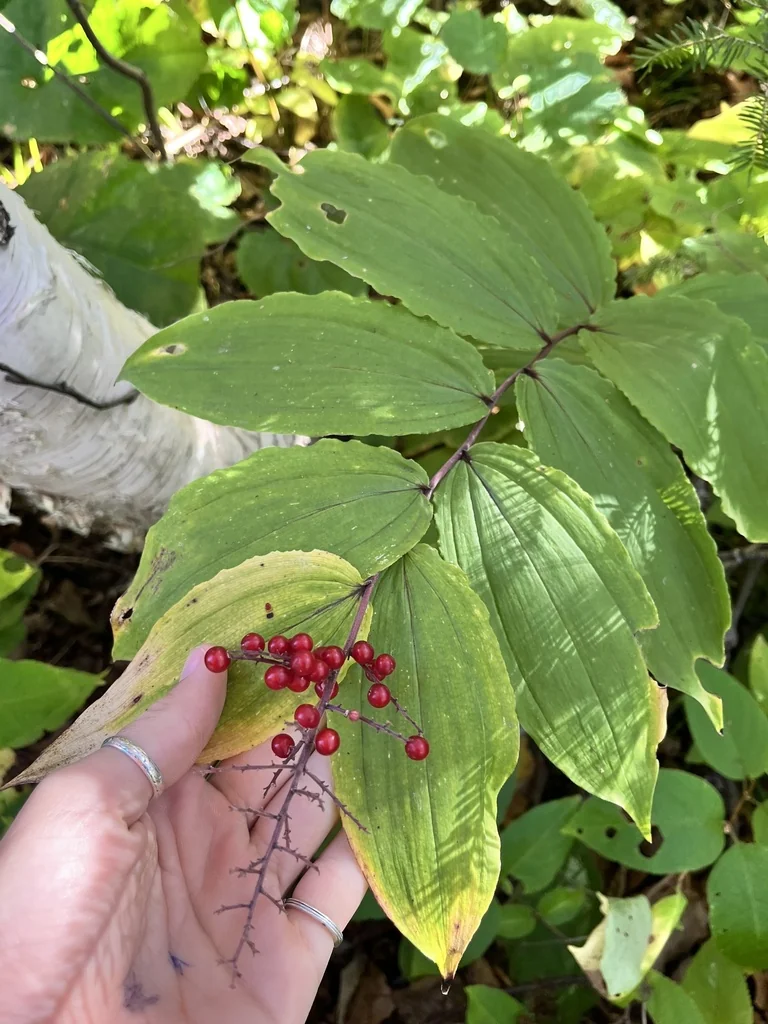 Smilacina Racemosa