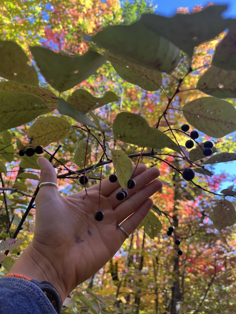 Prunus Virginiana