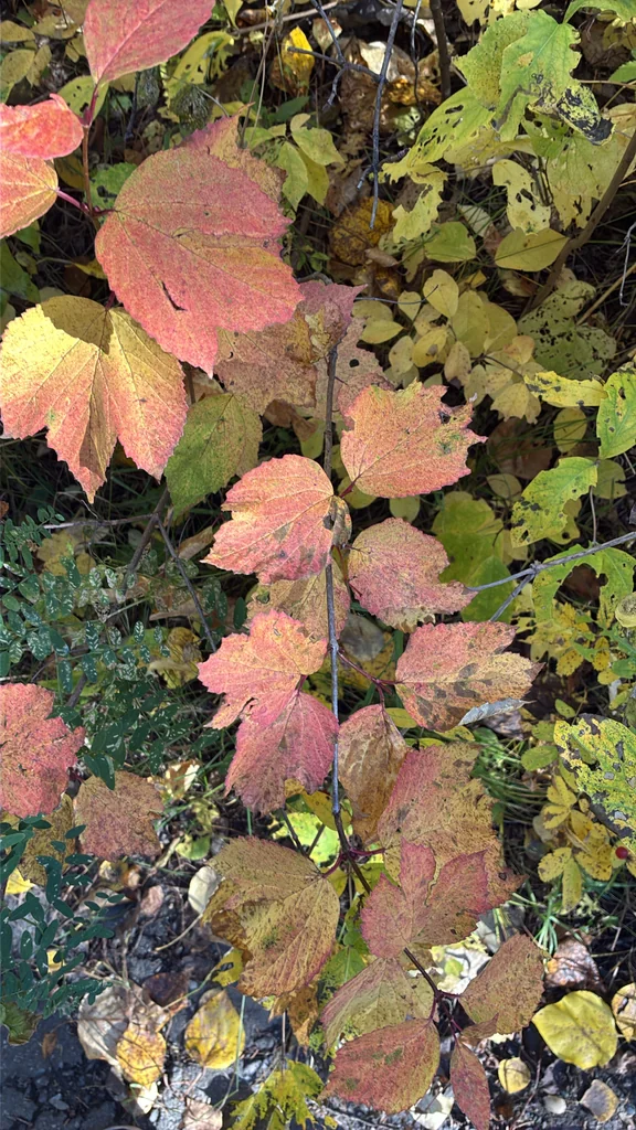 Viburnum Edule
