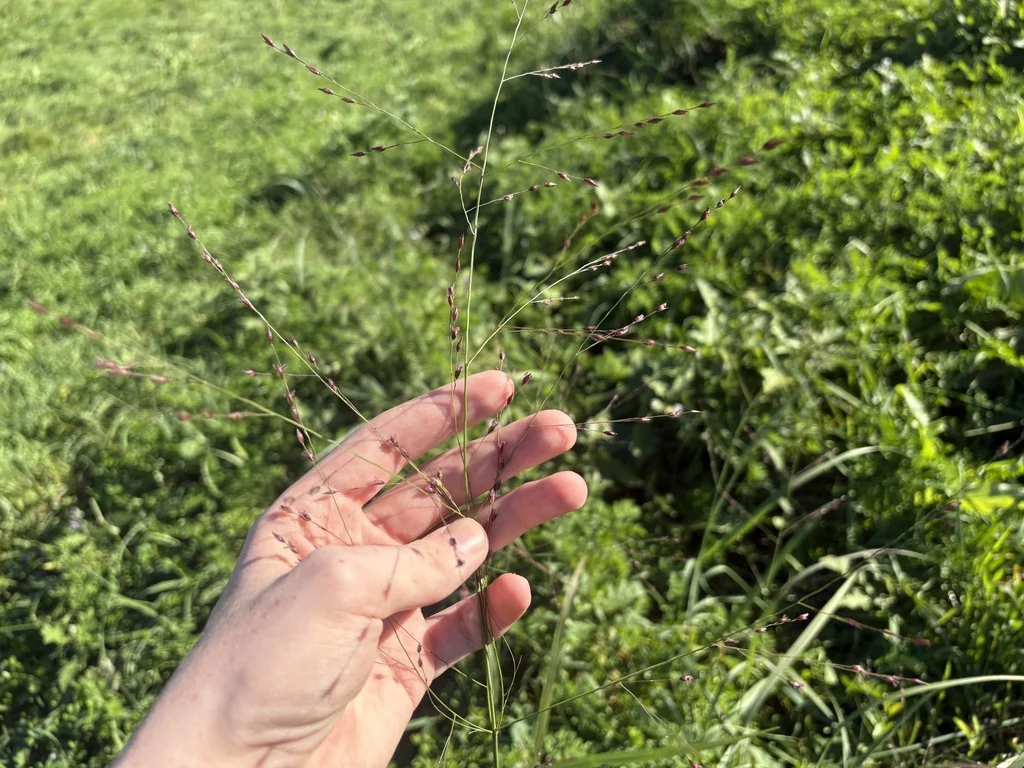 Panicum virgatum