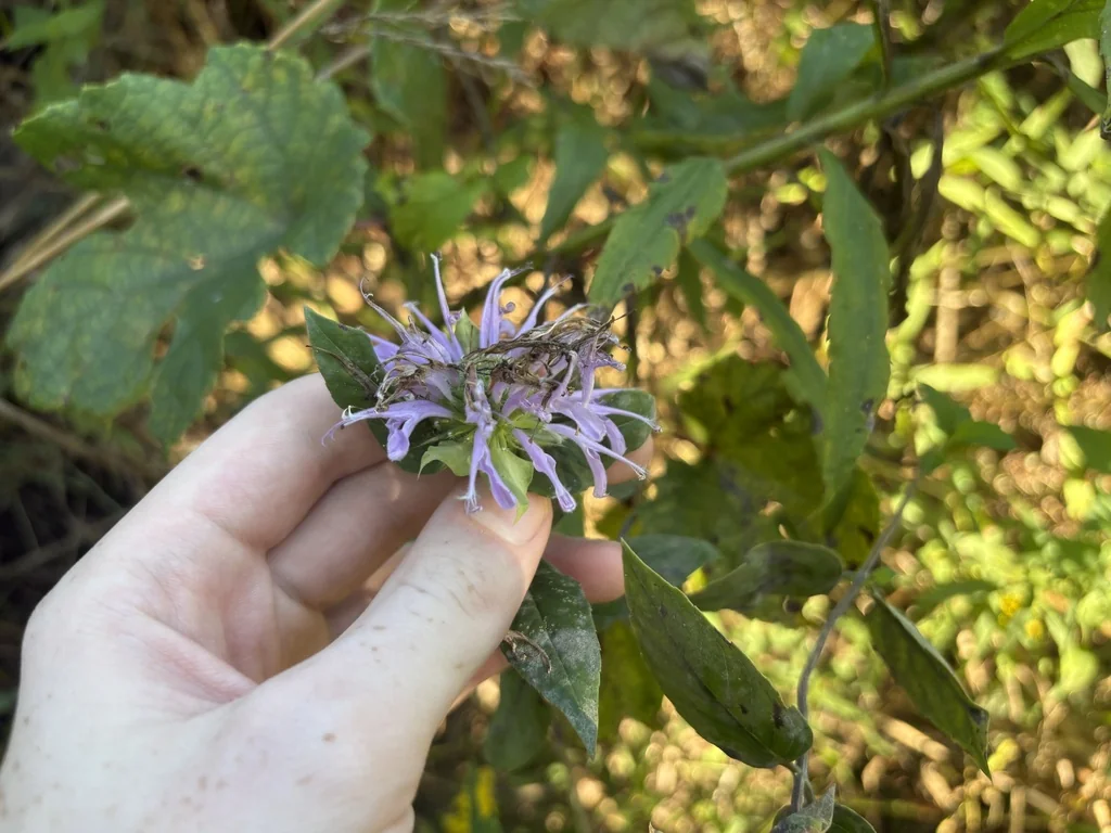 Monarda fistulosa