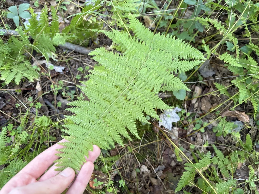 Dennstaedtia Punctiloba