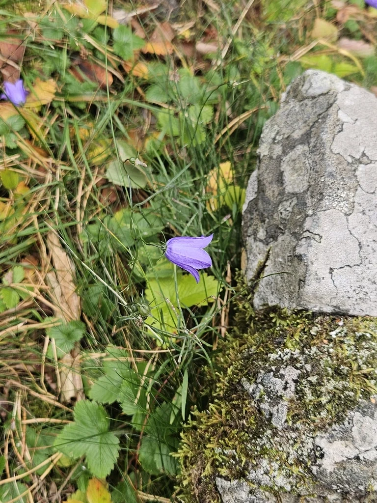 Campanula Rotundifolia