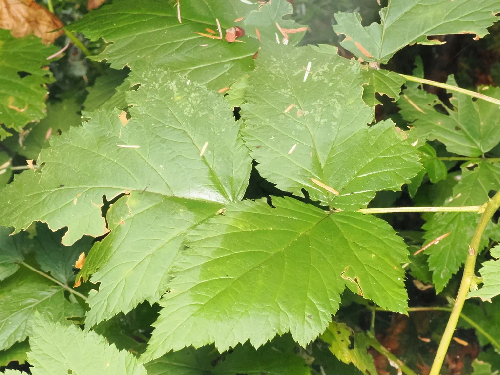 Rubus Spectabilis