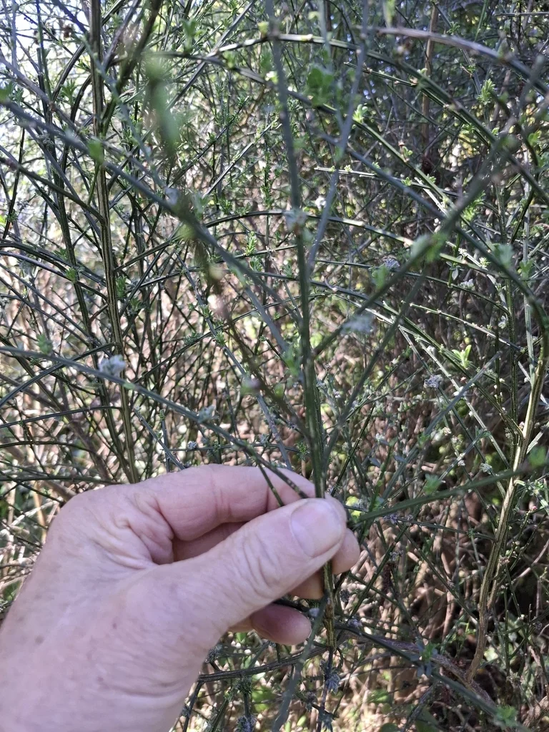 Cytisus Scoparius
