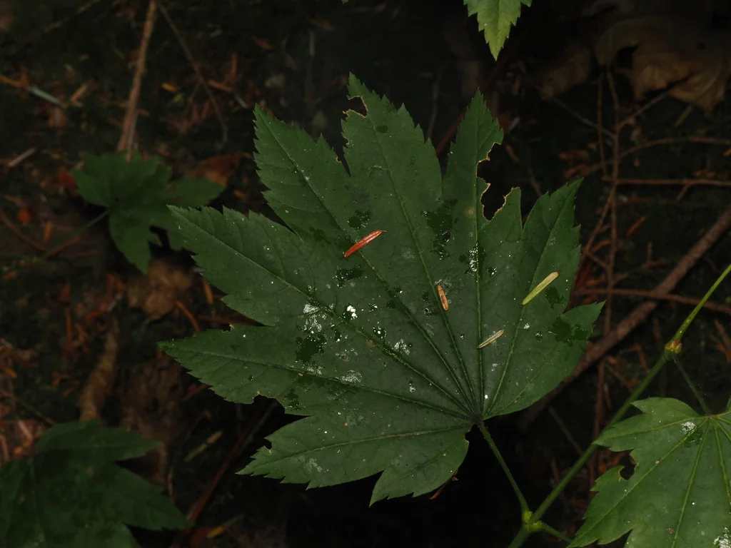 Acer Palmatum