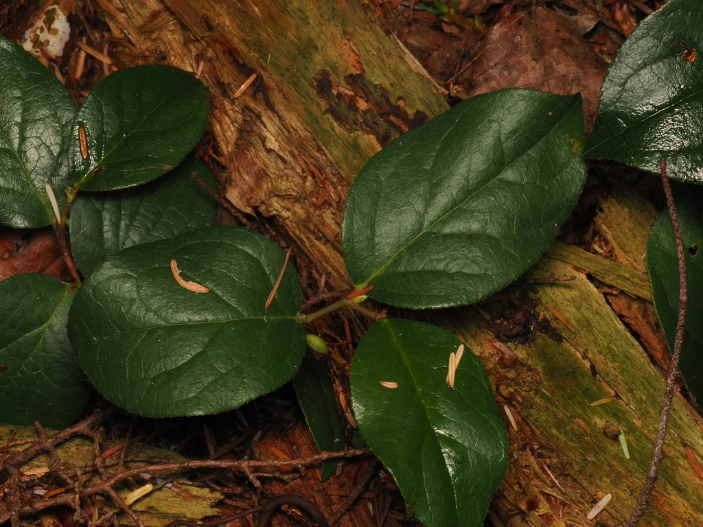 Gaultheria Shallon