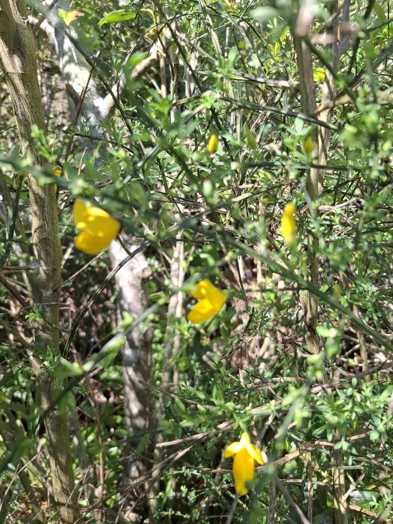 Cytisus Scoparius