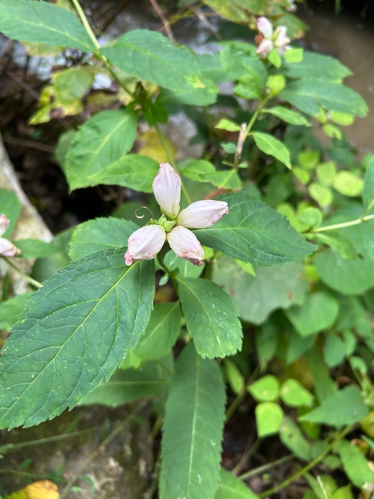 Chelone Glabra