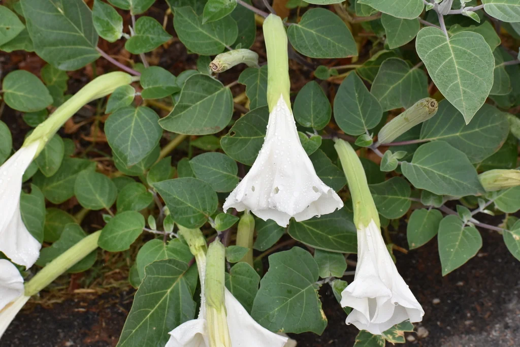 Datura wrightii
