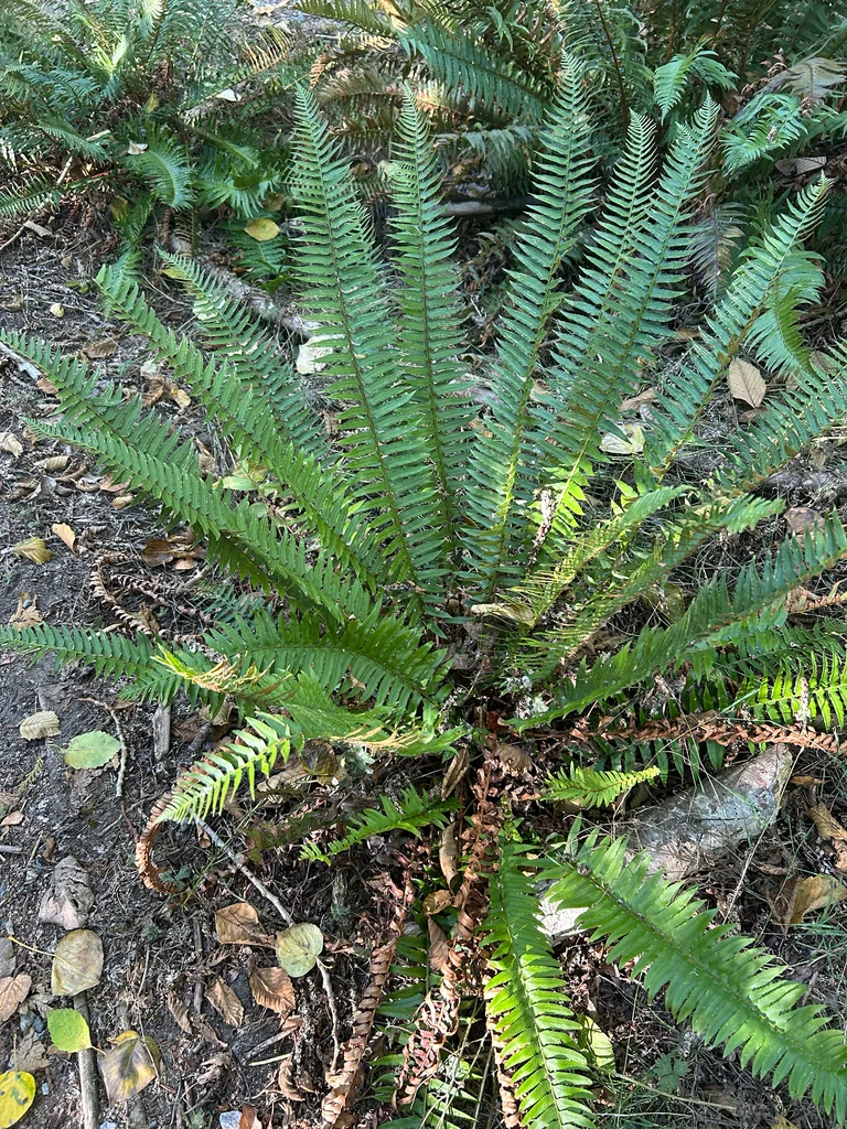 Polystichum Munitum