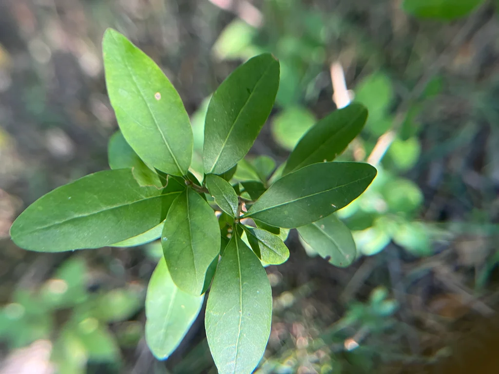 Ligustrum Vulgare