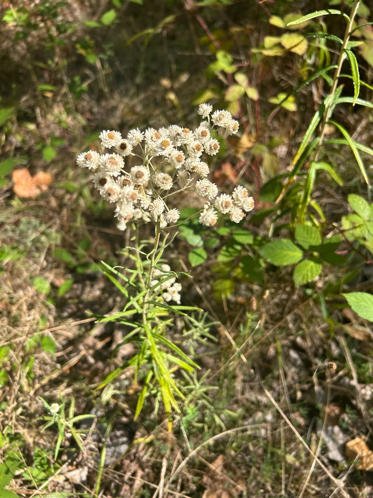 Anaphalis Margaritacea
