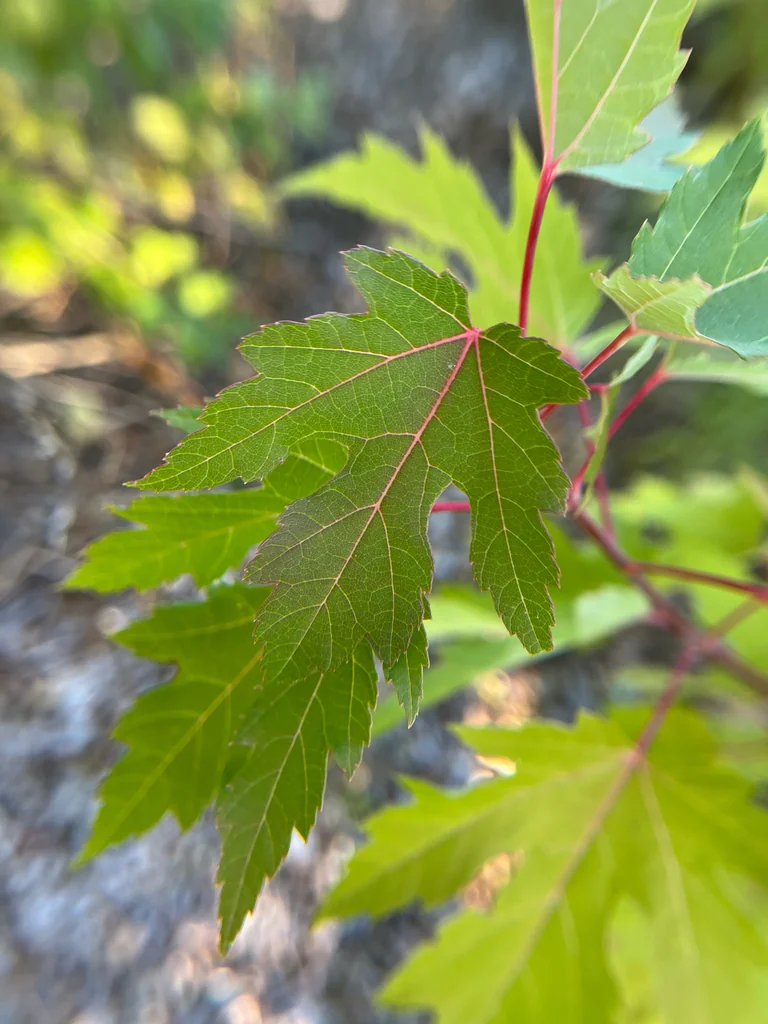 Acer Saccharinum