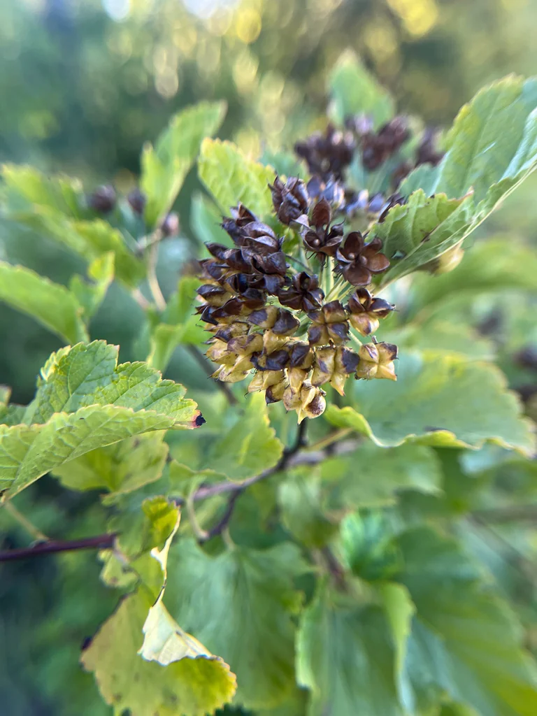 Physocarpus opulifolius