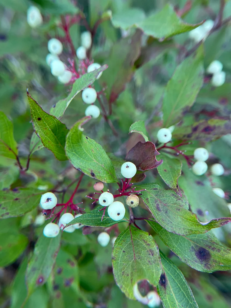 Cornus Racemosa