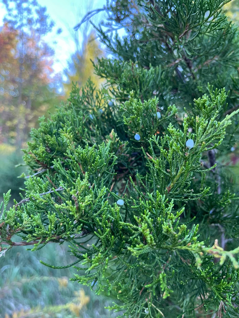 Juniperus Virginiana