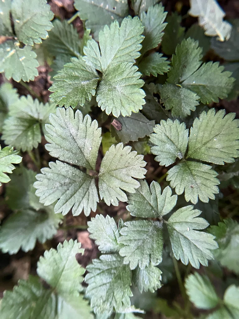 Duchesnea Indica