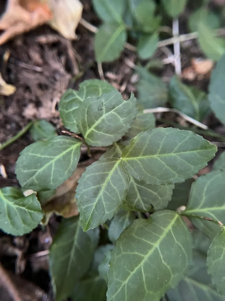 Euonymus fortunei