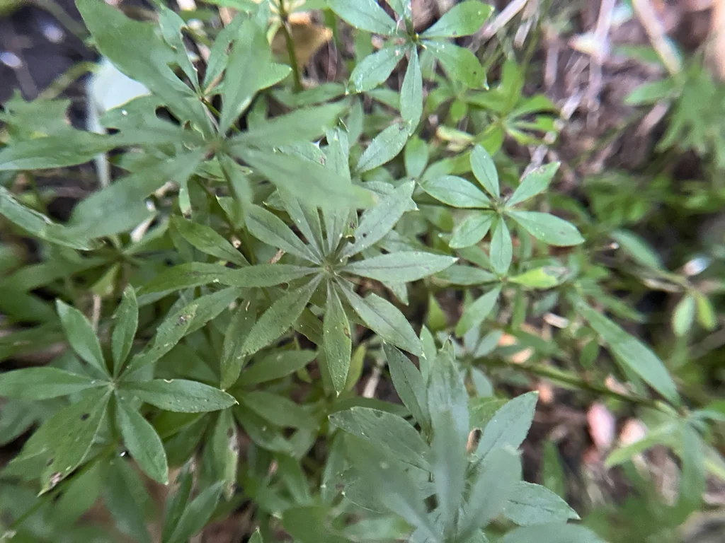 Galium Odoratum