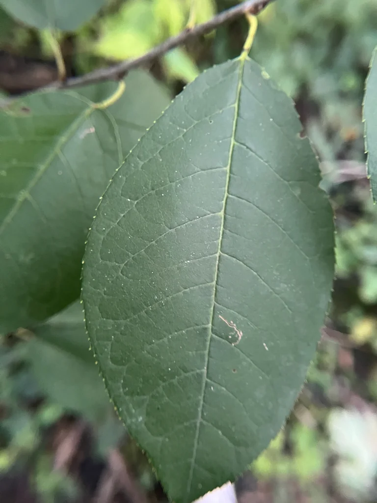 Prunus Virginiana