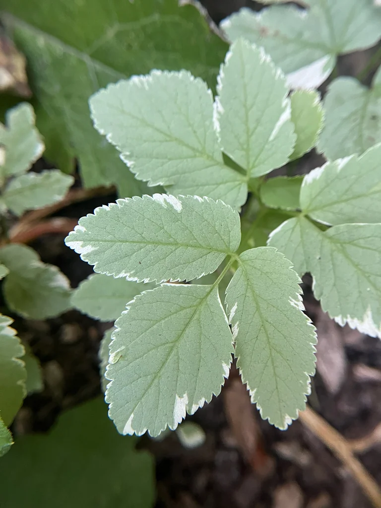 Aegopodium Podagraria