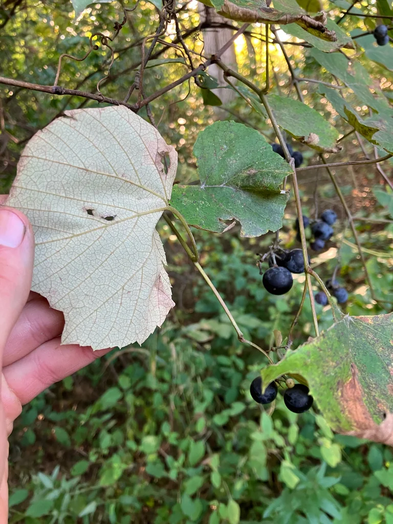 Vitis Labrusca