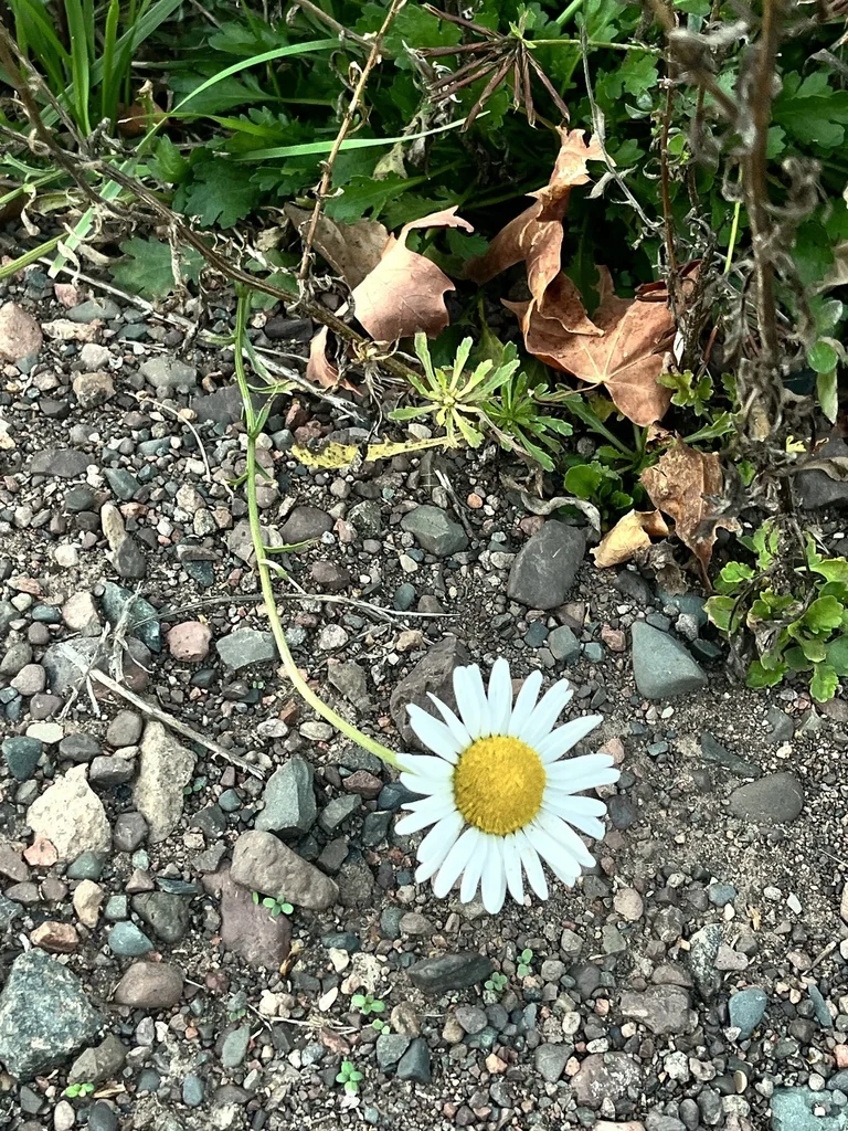 Chrysanthemum Leucanthemum