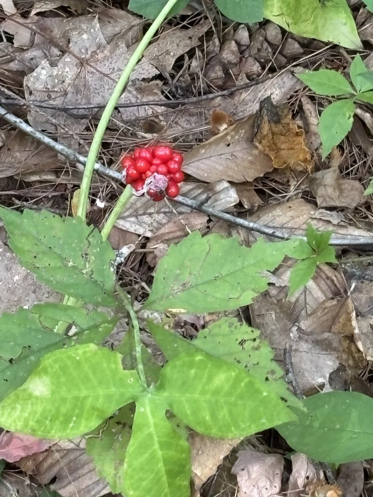 Arisaema Triphyllum