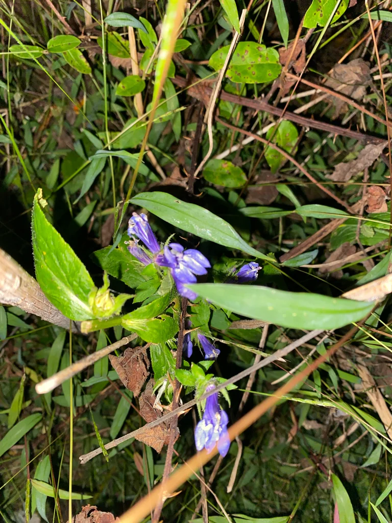 Lobelia Siphilitica