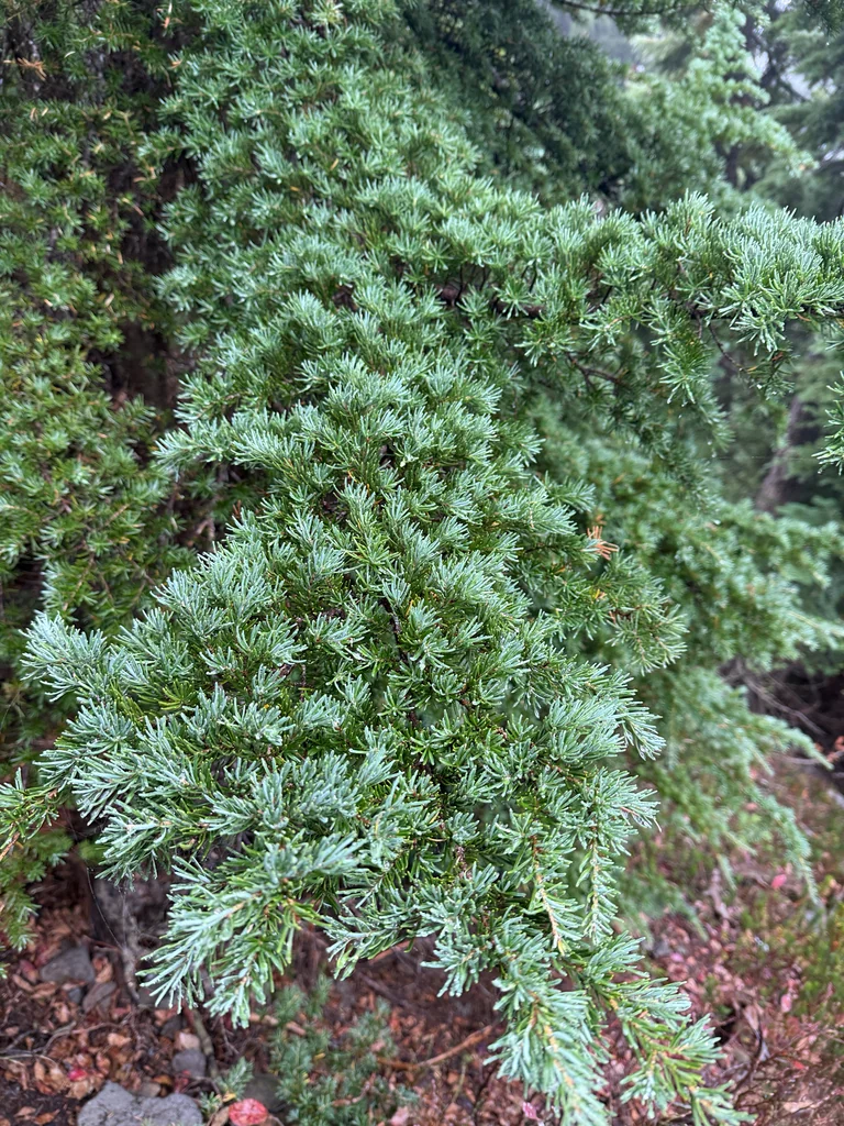 Tsuga Mertensiana