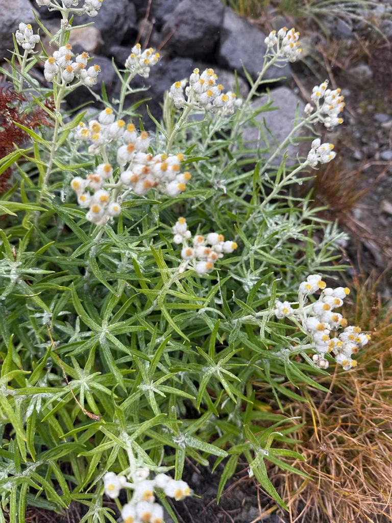 Anaphalis Margaritacea