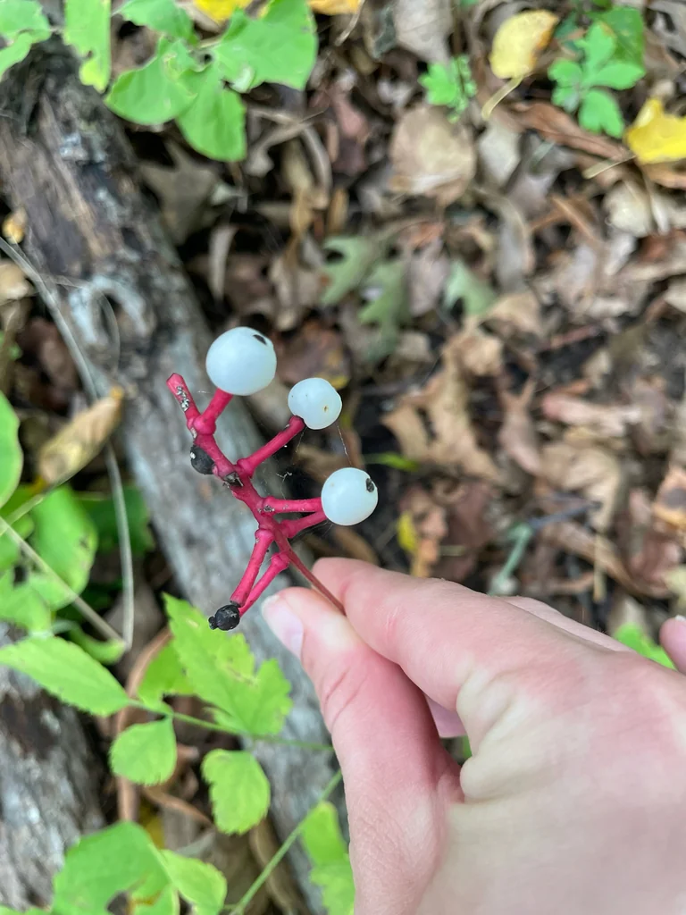 Actaea Pachypoda