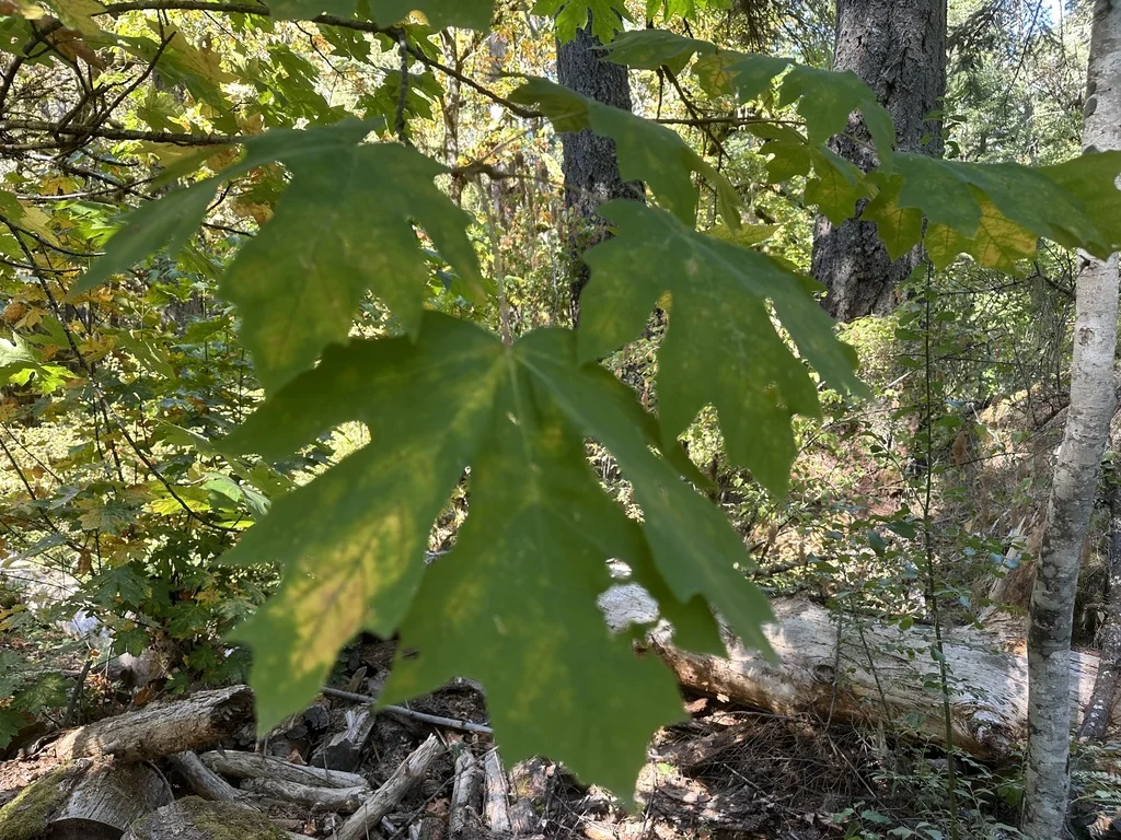 Acer Macrophyllum