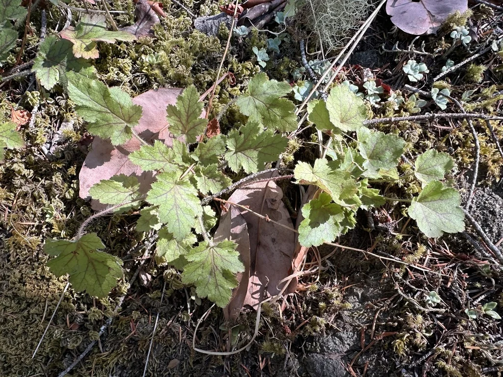 Heuchera Micrantha