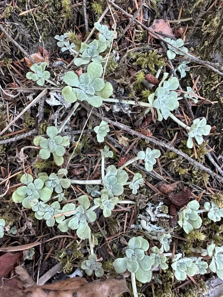 Sedum Spathulifolium