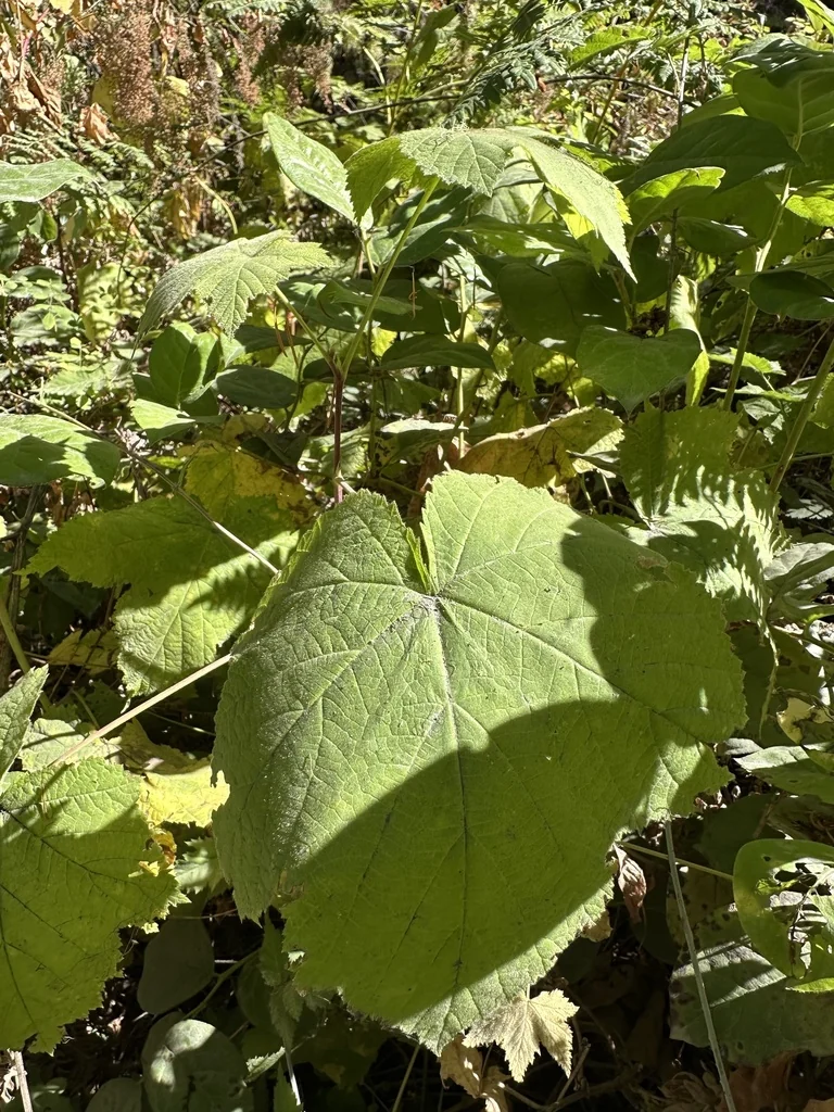 Rubus Parviflorus