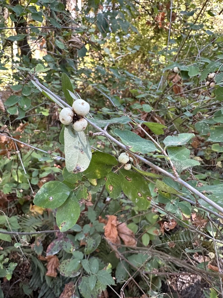 Symphoricarpos Albus