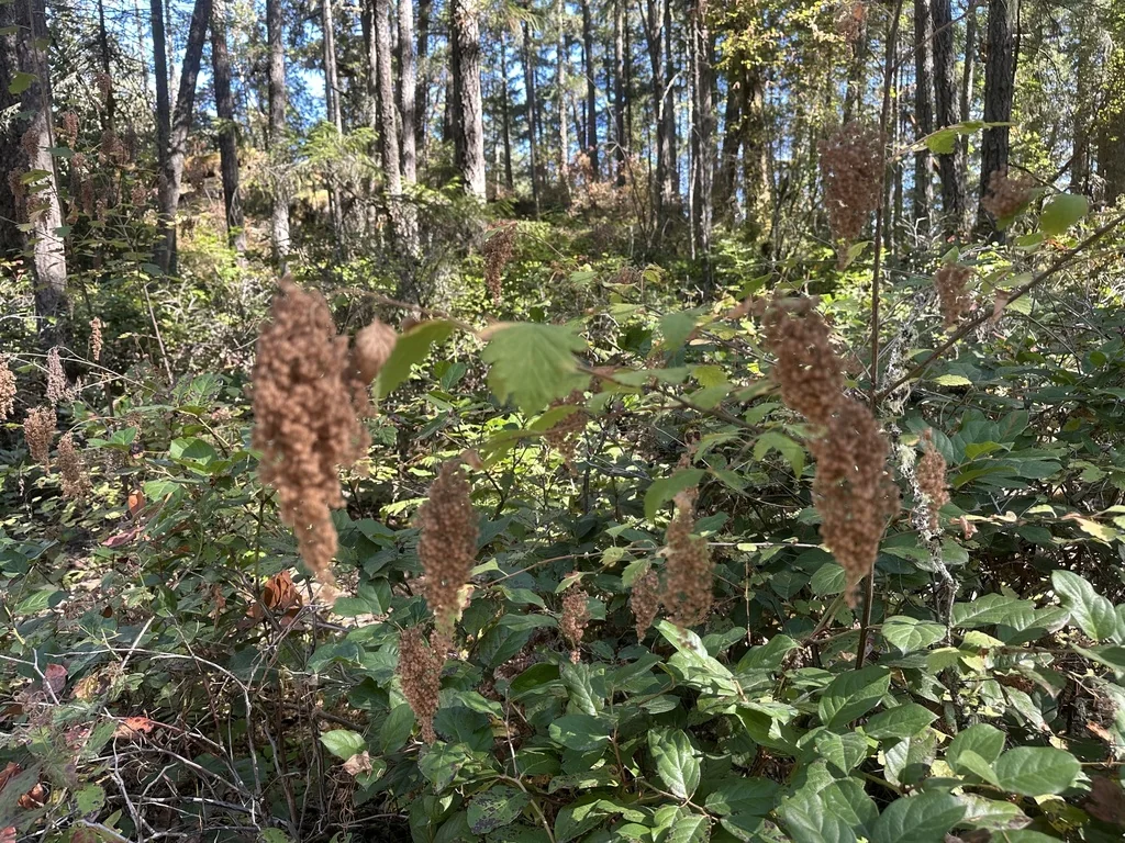 Holodiscus Discolor