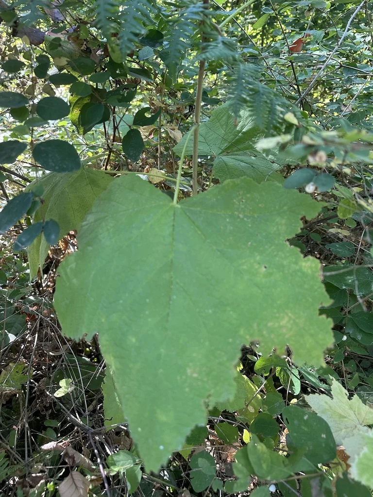 Rubus Parviflorus