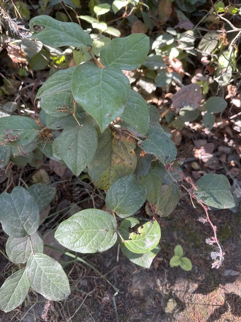 Gaultheria Shallon