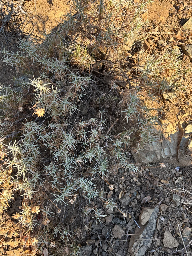 Ericameria Linearifolia